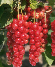 Jonkheer Van Tets Currant - Raintree Nursery