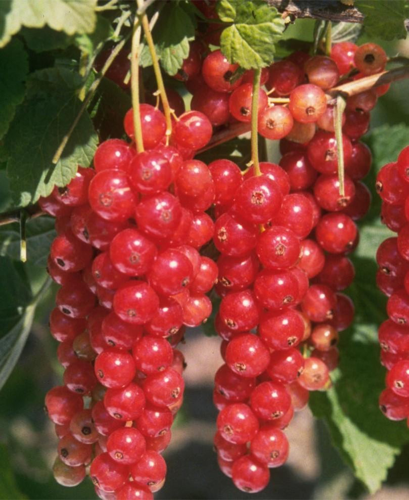 Currant Plants For Sale from Raintree Nursery