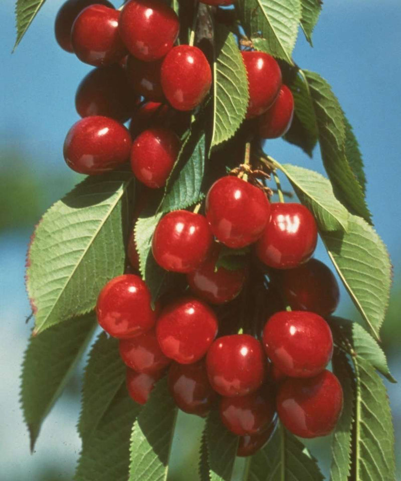 Early Burlat Cherry - Raintree Nursery