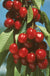 Early Burlat Cherry - Raintree Nursery