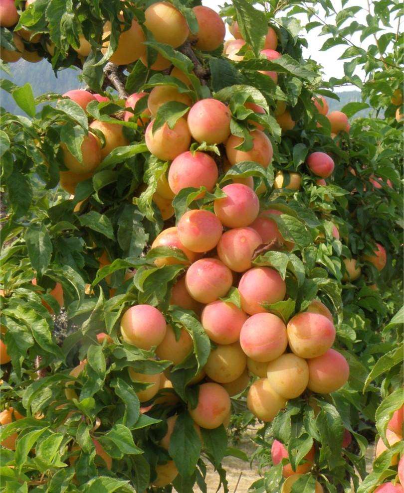 Early Golden Asian Plum - Raintree Nursery