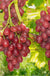 Einset Seedless Grape (Non Certified)-Vines-Raintree Nursery-1 Gallon Pot-