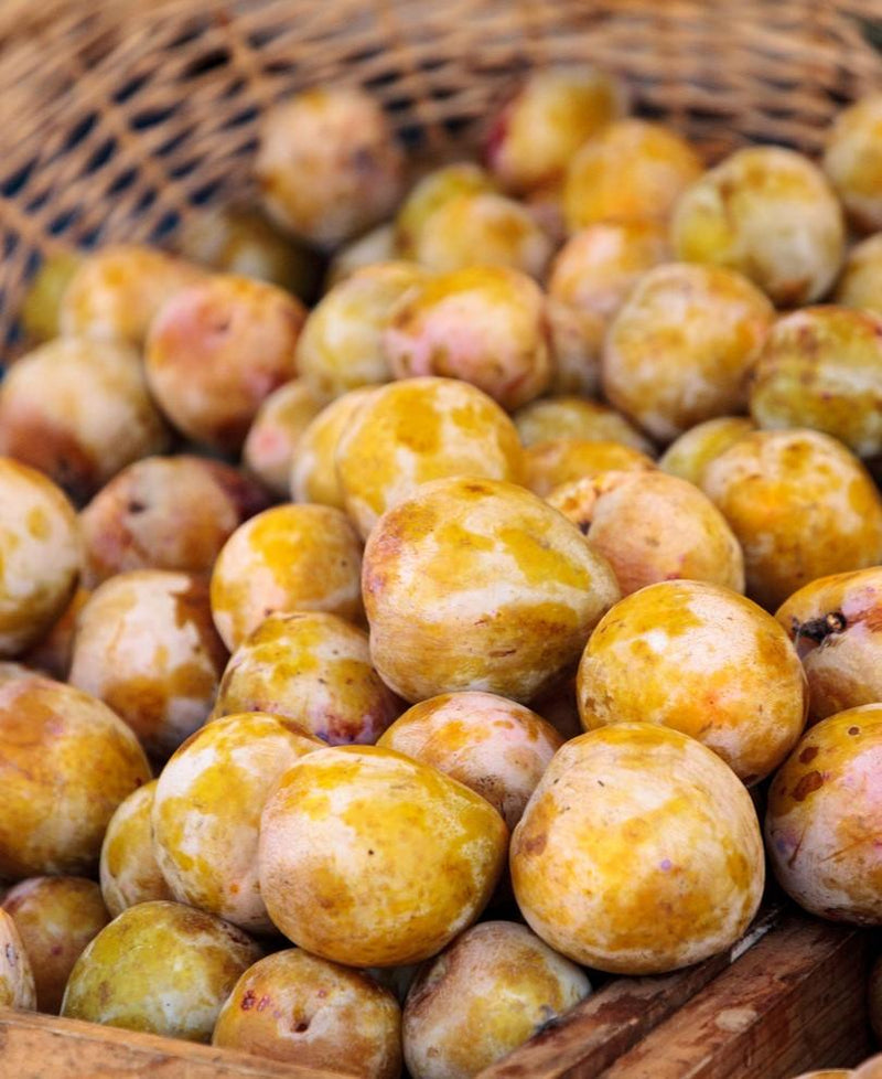 Emerald Beaut Asian Plum - Raintree Nursery