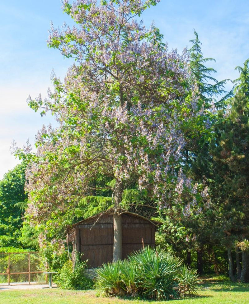 Empress Tree - Raintree Nursery