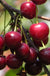 English Morello Cherry - Raintree Nursery