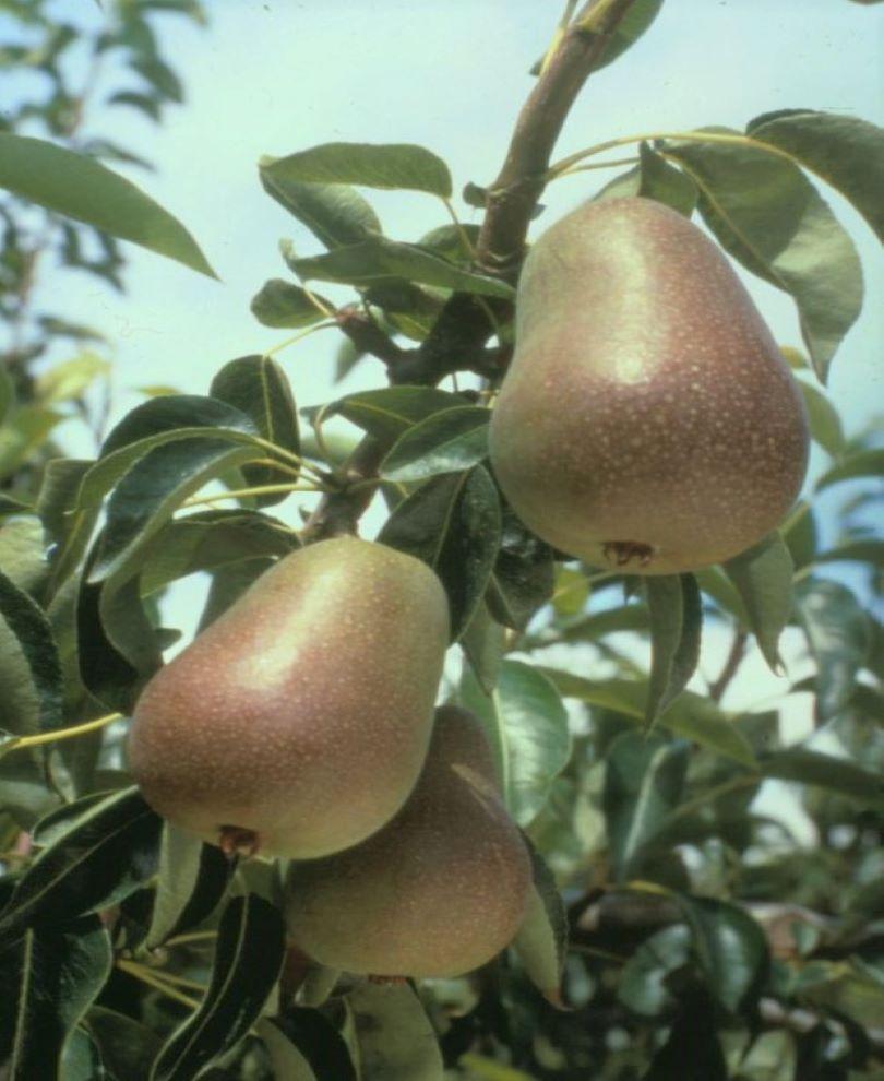 Harrow Delight European Pear