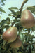 Harrow Delight European Pear - Raintree Nursery