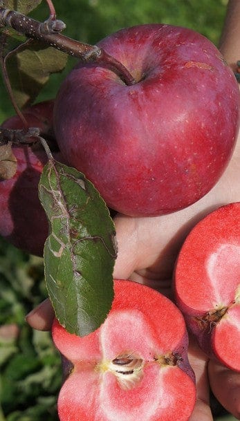 Redlove® Era Apple-Fruit Trees-North Woods-1 Gallon Pot-