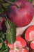 Redlove® Era Apple-Fruit Trees-North Woods-1 Gallon Pot-