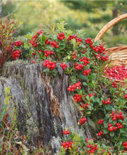 Arctic Blast Lingonberry Bundle (6 plants)-Raintree Nursery-Bundle-