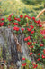 Arctic Blast Lingonberry Bundle (6 plants)-Raintree Nursery-Bundle-