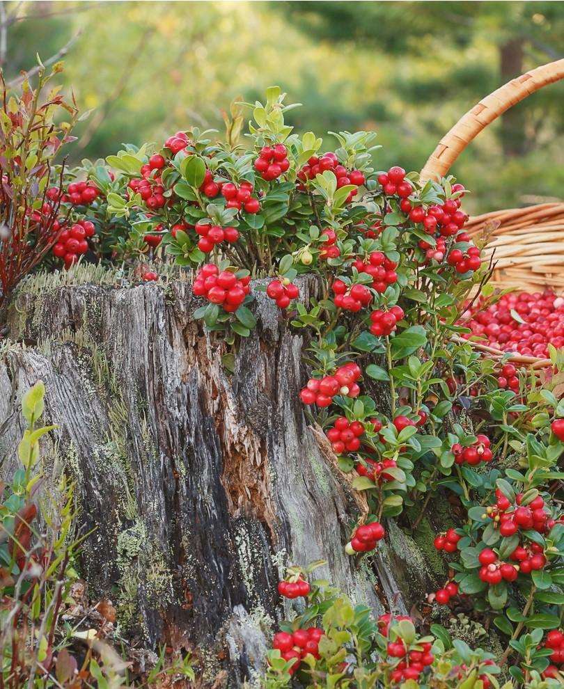 Lingonberry Plants