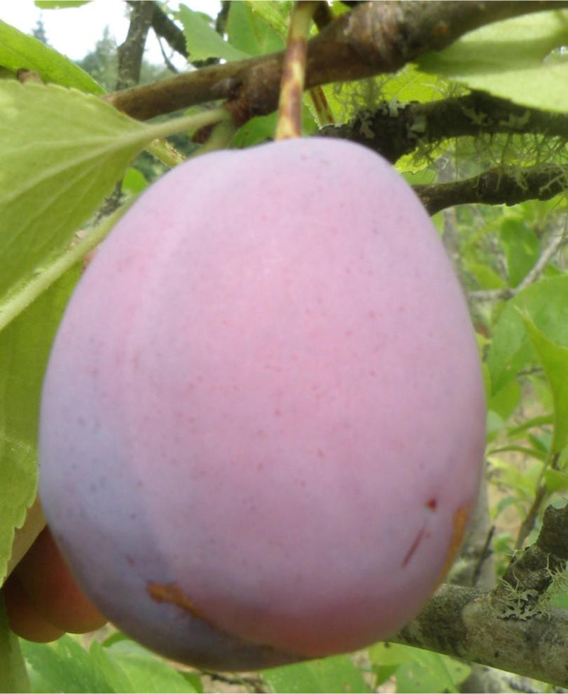Ersinger European Plum - Raintree Nursery