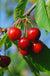 Evans Cherry - Raintree Nursery