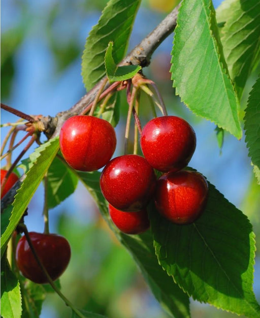 Buy Pie Cherry Trees — Raintree Nursery