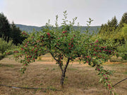 Evereste Crabapple - Raintree Nursery