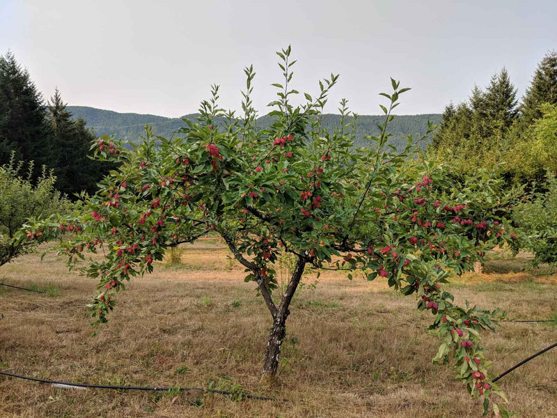 Evereste Crabapple - Raintree Nursery