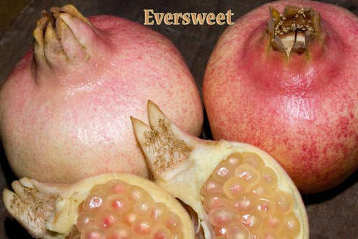 Eversweet Pomegranate - Raintree Nursery