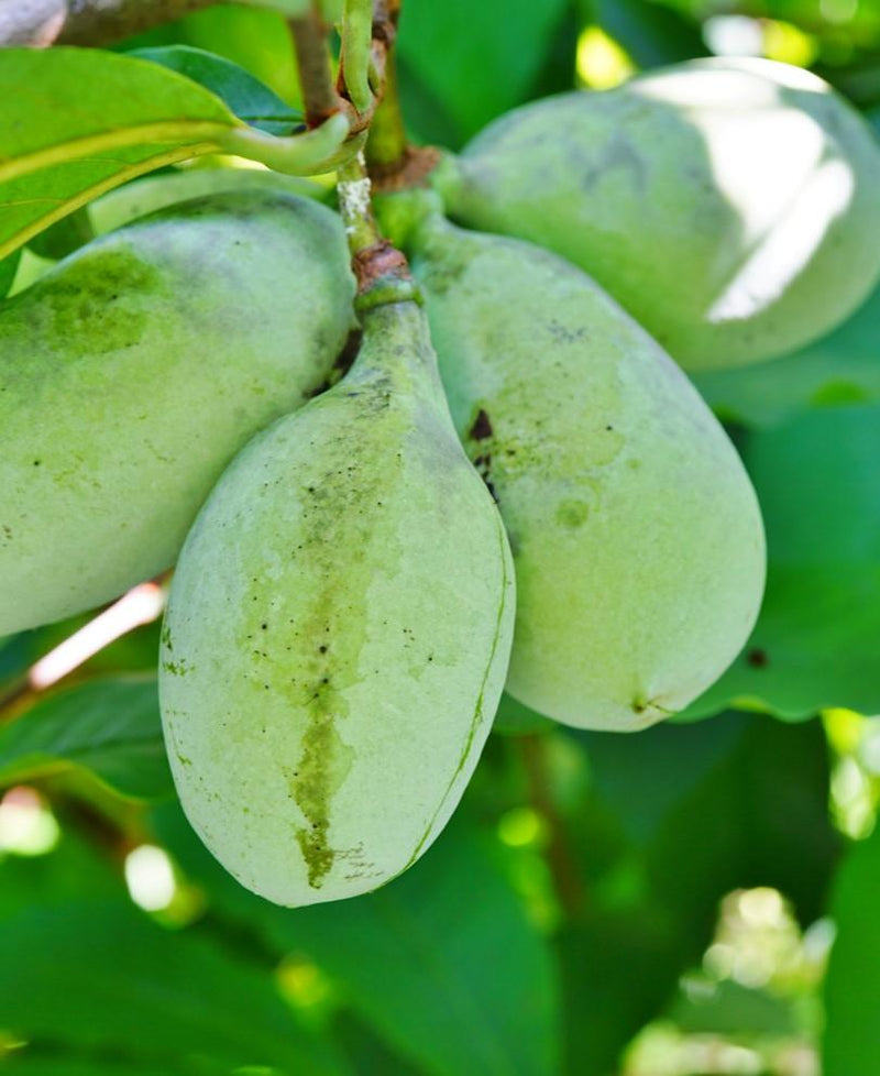 Ford Amend Paw Paw - Raintree Nursery