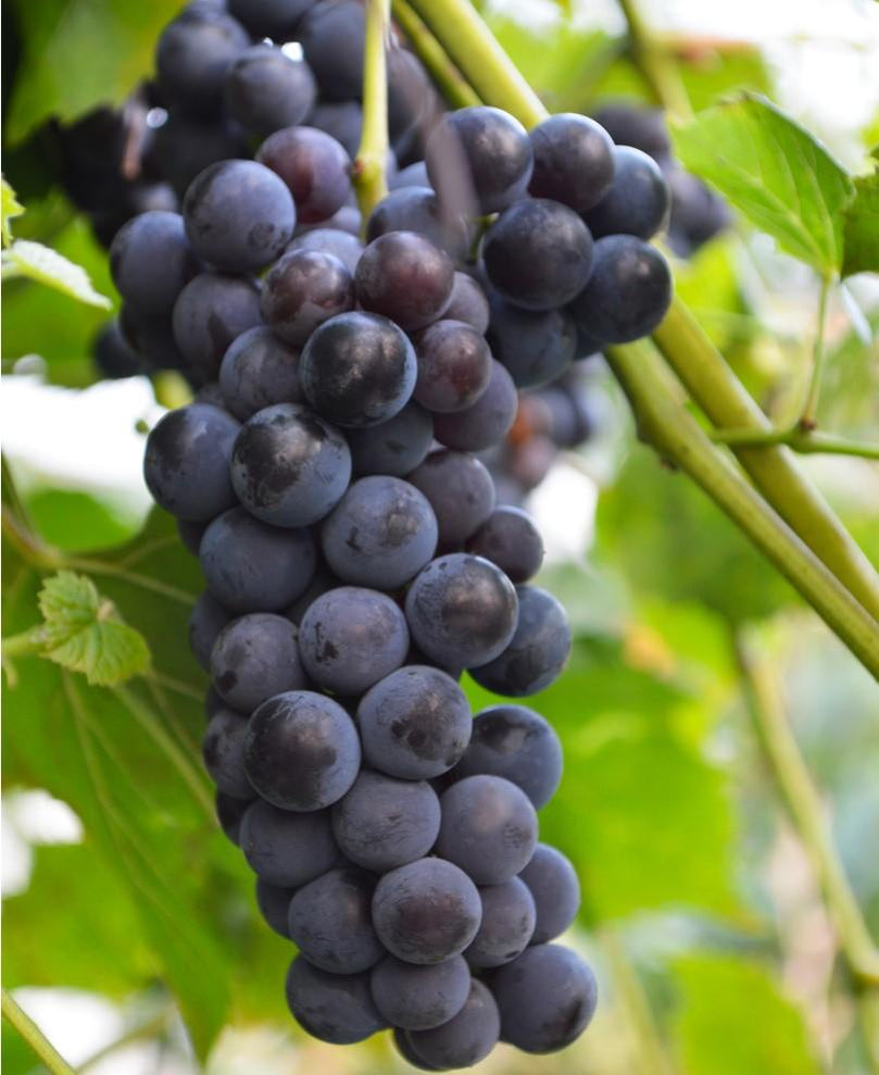 Table Grapes