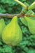 Lattarula Fig-Fruit Trees-Raintree Prop-1 Gallon Pot-