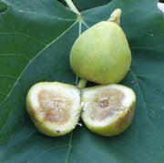 Mary Lane Fig - Raintree Nursery