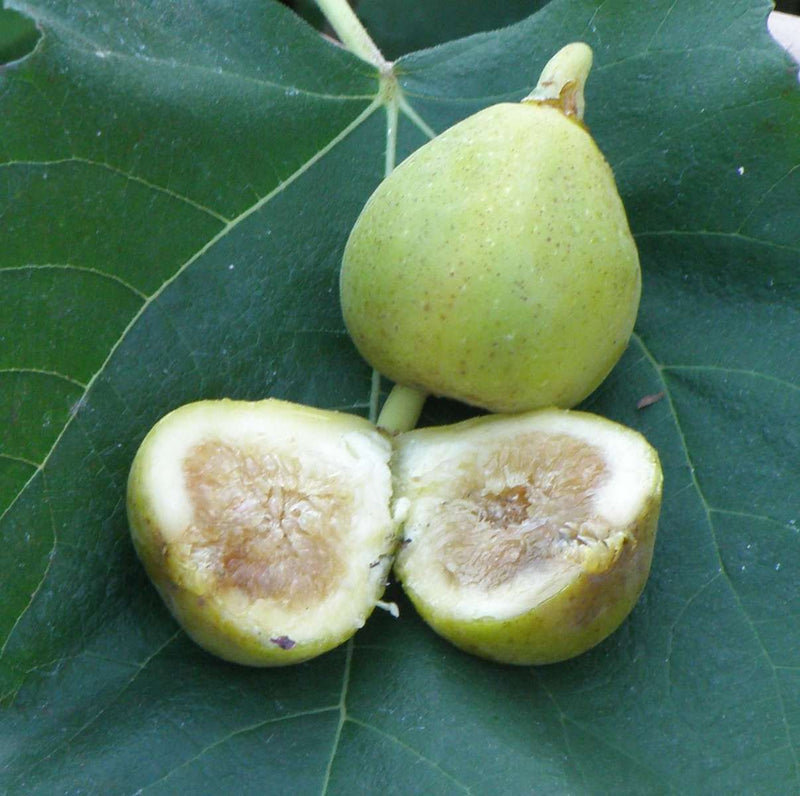 Mary Lane Fig - Raintree Nursery