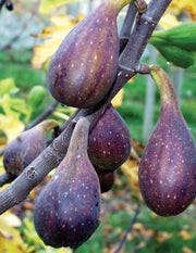 Nordland Fig - Raintree Nursery