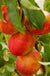 Flavortop Nectarine-Fruit Trees-Dave Wilson-