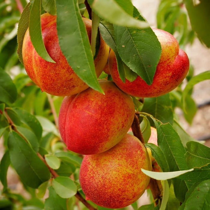Flavortop Nectarine-Fruit Trees-Dave Wilson-