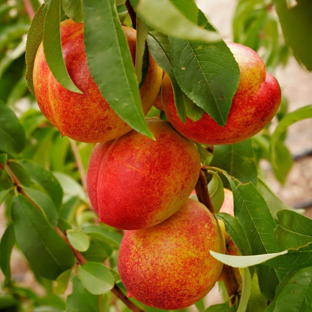 Order Fruit Trees Online | Fruit Trees For Sale Online — Page 2 ...