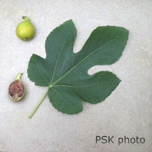 Peter's Honey Fig - Raintree Nursery