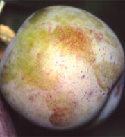 Golden Transparent European Plum - Raintree Nursery