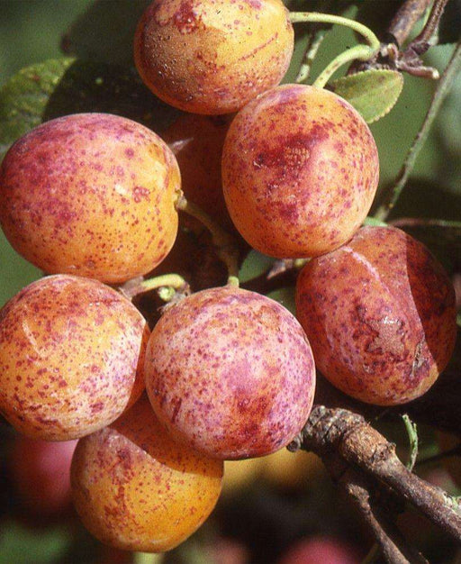 Combo Mirabelle Plum (3 Varieties) - Raintree Nursery