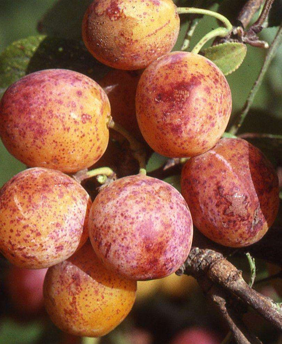 Combo Mirabelle Plum (4 Varieties) - Raintree Nursery