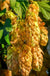 Golden Hops - Raintree Nursery