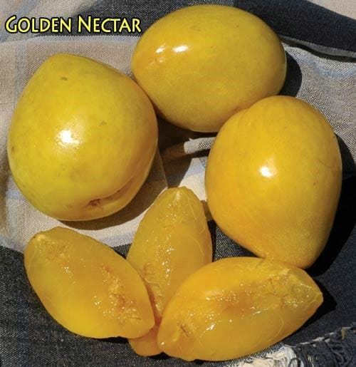 Golden Nectar Asian Plum - Raintree Nursery
