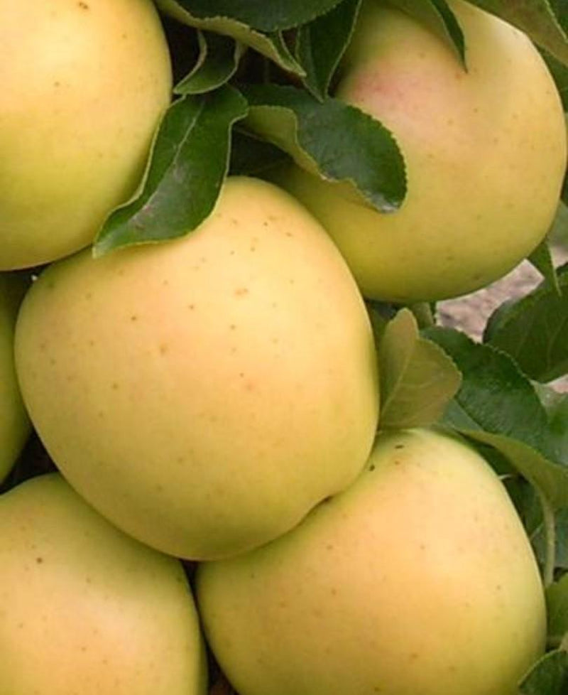 Golden Treat™ Urban™ Columnar Apple - Raintree Nursery