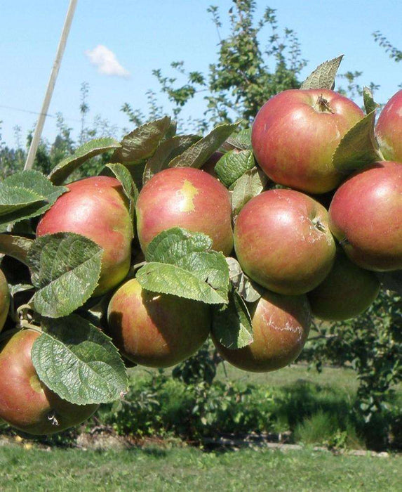 Combination Cider Apple Tree (3 Varieties) - Raintree Nursery
