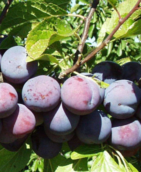 Gras Romanesc European Plum — Raintree Nursery