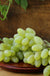 Gratitude Seedless Grape - Raintree Nursery