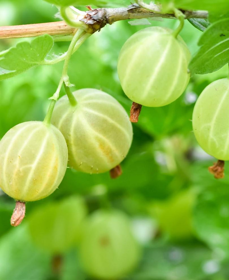 Pixwell Gooseberry - Raintree Nursery