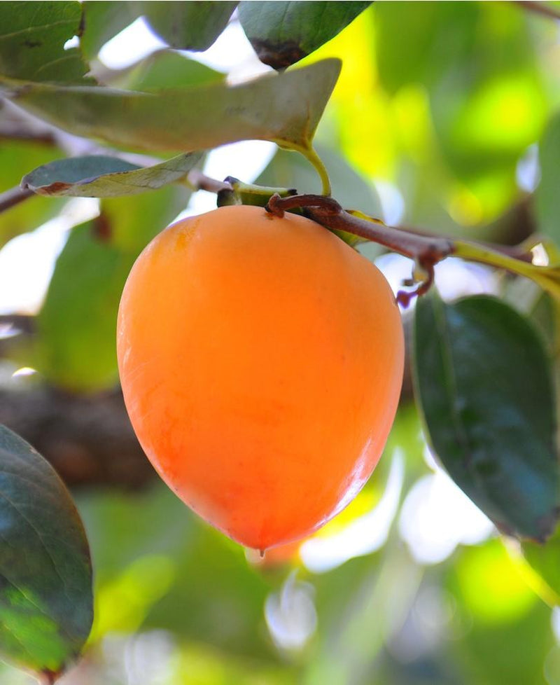 Hachiya Persimmon - Raintree Nursery