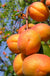 Harglow Apricot - Raintree Nursery