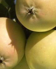 Harrison Cider Apple - Raintree Nursery