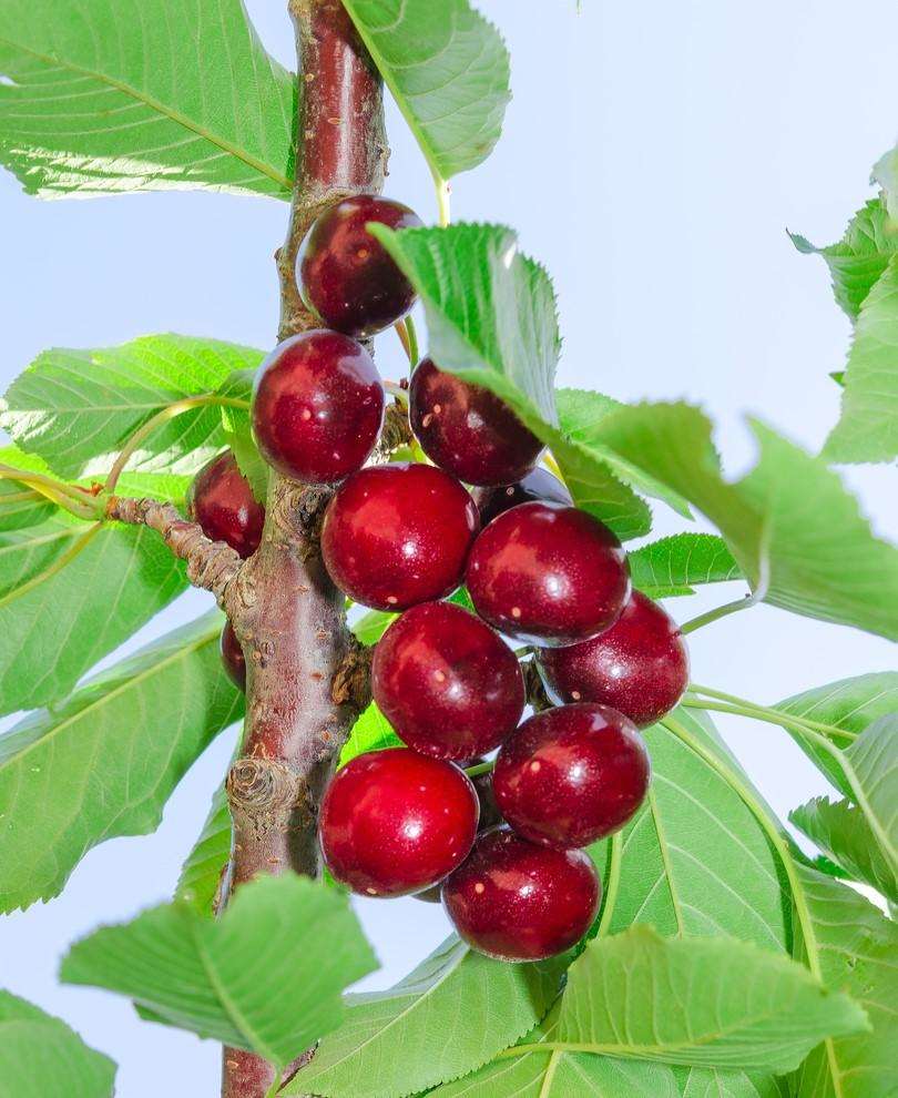 Hartland Cherry - Raintree Nursery