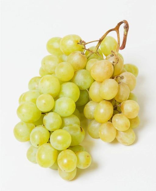 Himrod Seedless grape - Raintree Nursery