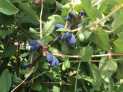 Blue Mist™ Honeyberry-Berries-North Woods-
