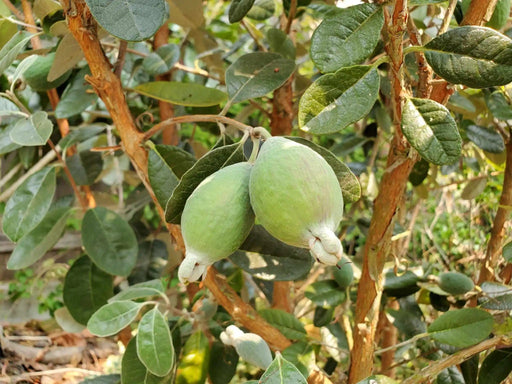 Ramsey Guava-Fruit Trees-North Woods-1 Gallon Pot-