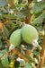 Waingaro™ Guava-Fruit Trees-North Woods-1 Gallon Pot-
